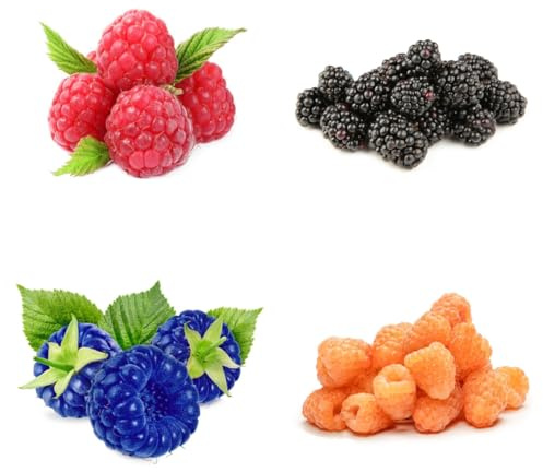 semillas de frambuesa, variedades antiguas, perennes resistentes, orgánicas bancal elevado, 120pcs