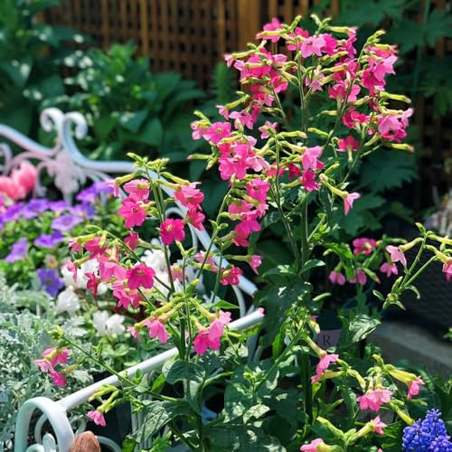 semi di tabacco ornamentale selvatici da balcone tabacco ornamentale biologici per aiuola per luoghi soleggiati primaverile, selvatici 300pcs