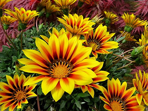 Grow Your Secret Garden Gazania Big Kiss Yellow Flame Seeds - 50% Bigger Flowers