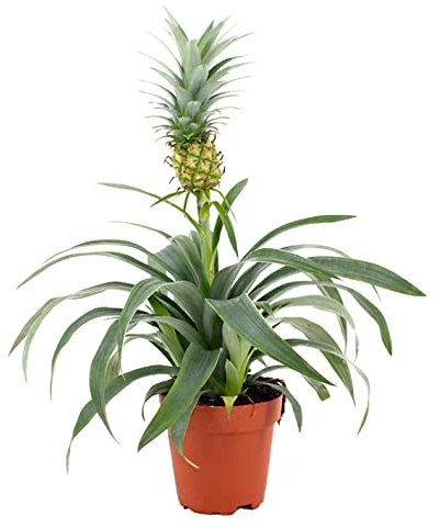 ZynesFlora Ananaspflanze im 12 cm Pflanzentopf - Ananas Comosus Mi Amigo - Höhe: 35-40 cm - Tropische Zimmerpflanze