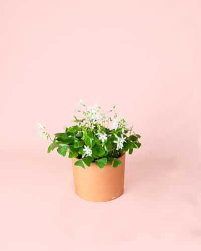 Oxalis Green | Planta Natural de Interior o Exterior | Pur Plant