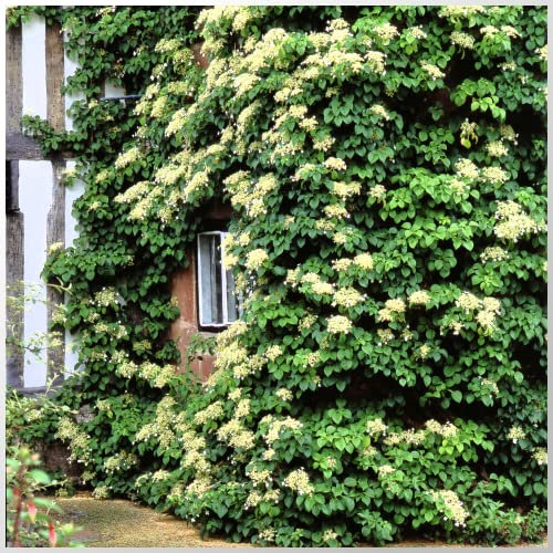 Climbing Hydrangea Anomala Petiolaris in 1.5L Pot, Large Shrub with White Flowers 3fatpigs®