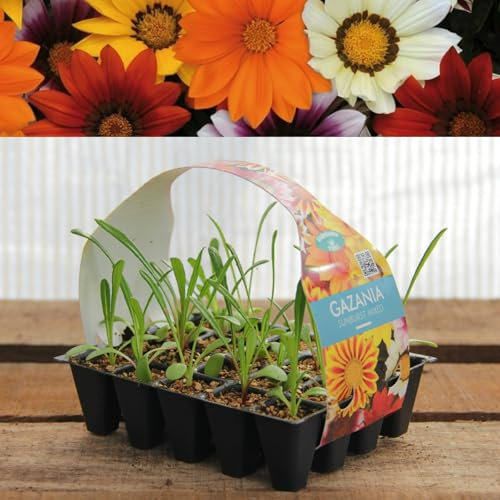 Plug Plants Gazania Sunburst Mix - 20 Plants Per Tray - Ready to Grow On Bedding Plugs - Summer Flowering Ideal for Containers, Patio Pots and Beds or Borders - 1 Pack