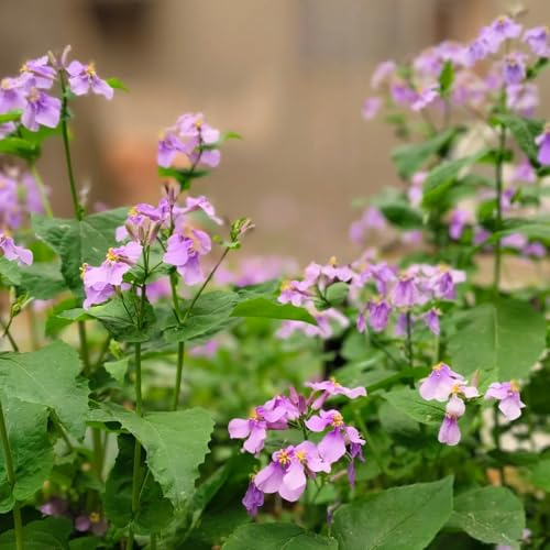 Semi di Orychophragmus violaceus - semi di da esterno resistenti decorativi per luoghi soleggiati giardino di copertura 30pcs