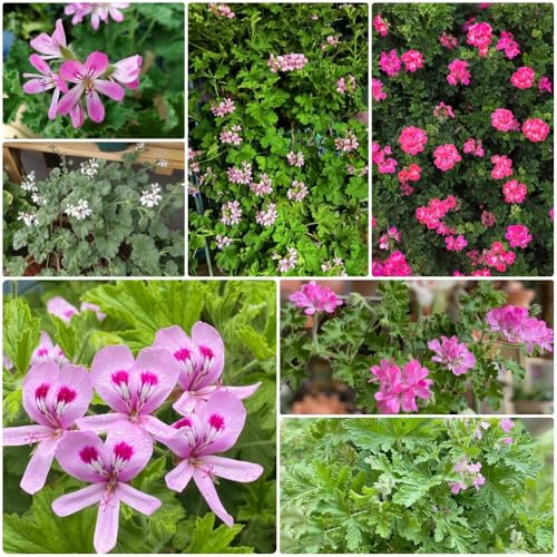 Semi di geranio limone, sul balcone Pelargonium graveolens, resistenti per il giardino 120pcs