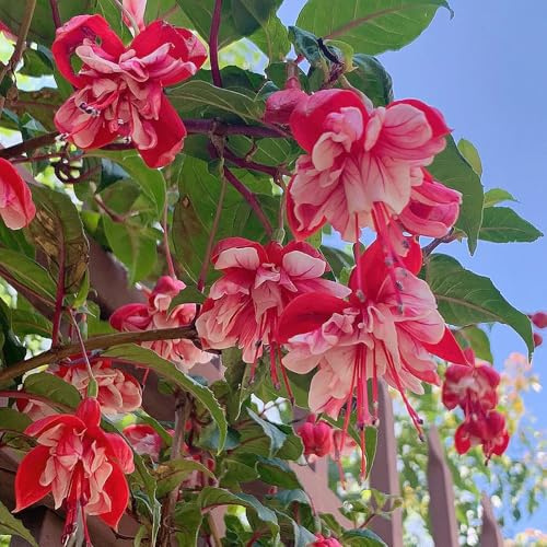 fuchsiensamen - fuchsien hochbeet, blühende balkon blumensamen mehrjährig winterhart topfpflanzen gartendeko 40pcs