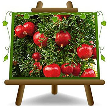 EURO PLANTS VIVAI Grenadier Wonderful plante fruitière en un pot de 20 cm hauteur maximale 170 cm - Âge 2 ans