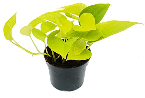 Exotenherz - Ederia giallo-verde - Epipremnum Golden Pothos - Scindapsus - Vaso da 12 cm - Pianta d'appartamento