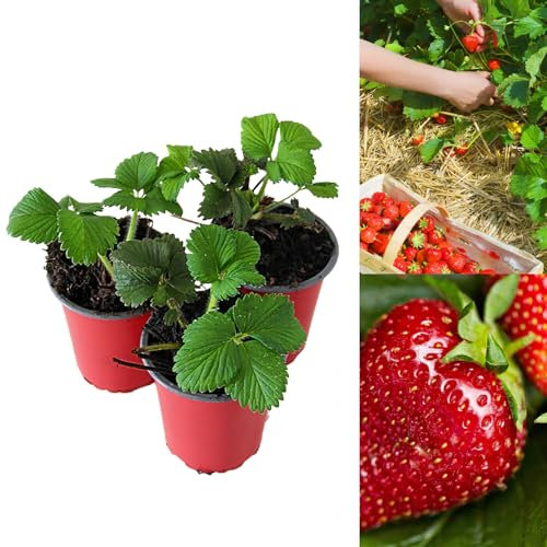 Carbeth Plants - Strawberry Red Gauntlet Fruit Plants - Hardy Garden Bushes in 9cm Pots - Grow Your Own (3)
