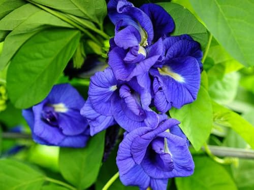 Pois papillon double bleu Clitoria ternatea Butterfly 5+ graines Ed 056