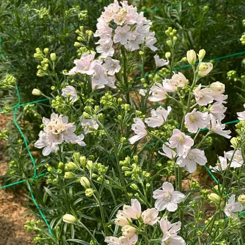 semi di speronella, resistenti giardino, perenni balcone, esotiche, biologici, rare 600pcs