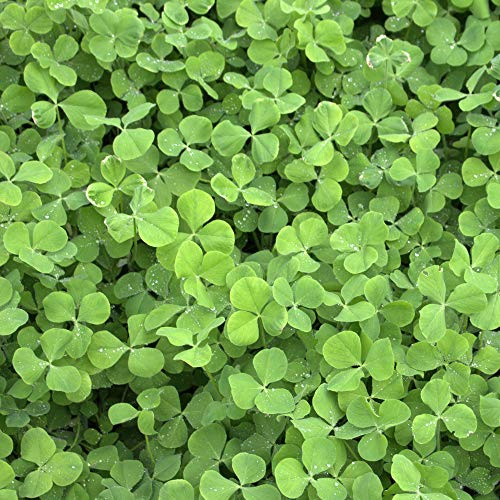 Inkarnatklee Trifolium incarnatum 25 kg Rosenklee Zwischenfrucht Futterklee