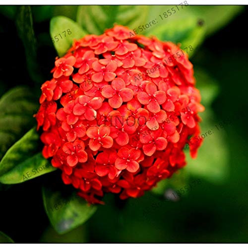 Kalash New 20pcs hortensia fleur SEEDS pour le jardinage rouge