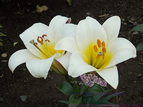 5x Frische Blumenzwiebeln Lilie Duftlilie  White Planet  weiß-gelb *Rarität*