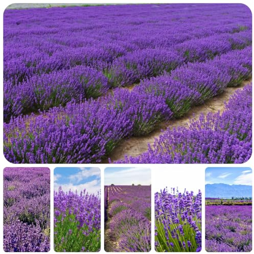 semillas de lavanda resistentes, exóticas parterre, jardín perennes 1000pcs