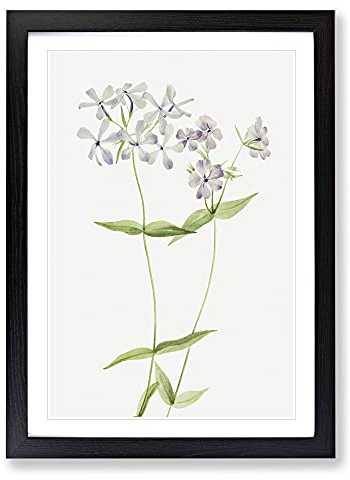 Blue Phlox by Mary Vaux Walcott Framed Print | A2 Black Framed Wall Art | Ready to Hang | Modern Nature Picture | Living Room Bedroom Lounge Office
