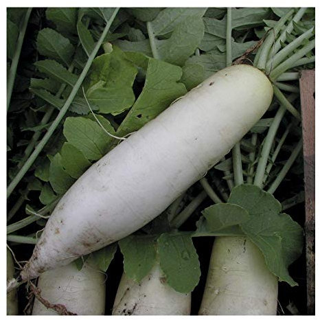 PREMIER SEEDS DIRECT - Radish - MOOLI MINOWASE - 15 Grams