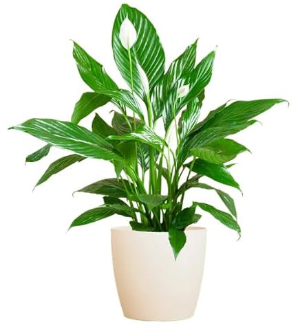 Spathiphyllum Sweet Lauretta – Scheidenblatt – Zimmerpflanze + Topf Viber Weiß – 80cm – Ø21cm – Friedenslilie mit eleganten weißen Blüten – Pflegeleicht & dekorativ