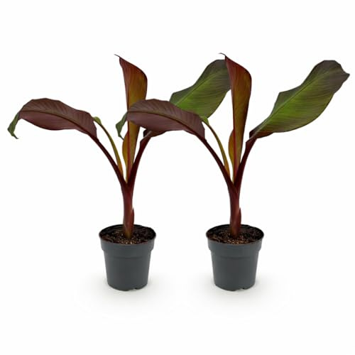 Ensete ventricosum Maurelli 12cm Topf 2er Set