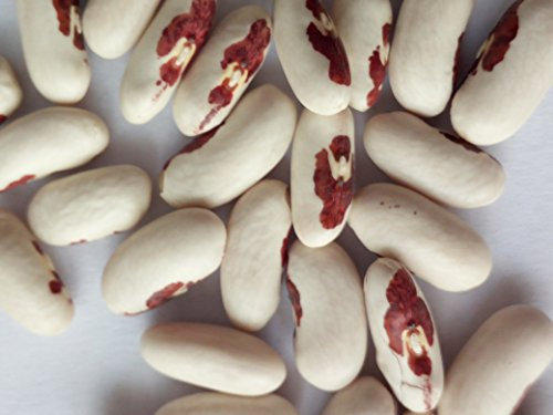 SEMI FAGIOLO 4 VARIETA'- PAVONI VIOLA-AQUILA ROSSO-MONACHELLA- FAGIOLO LIMA