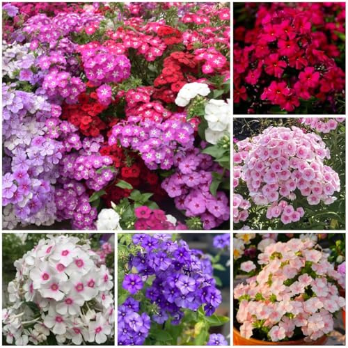 1000+ Phlox Seeds for Planting - Perennial Creeping Ground Cover Plants - Ornamental Flower Seeds for Home & Garden, Potted Planting, Easy to Grow with Long Blooming Period