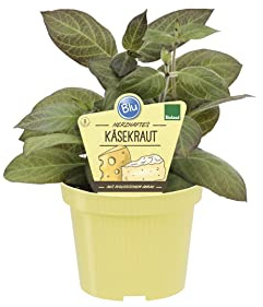 Pianta del formaggio Paederia Lanuginosa BIO su vaso cm 12 in confezione da due piante