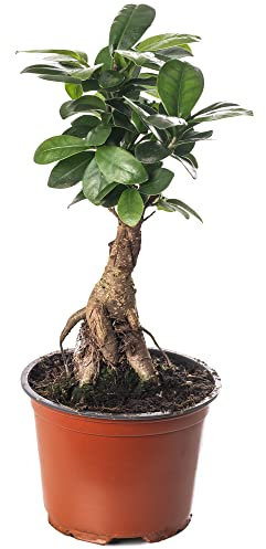 Ficus Ginseng Bonsai Tree Tall Indoor Plants Exotic Large Trees for Your Home (20-30cm incl. Pot)