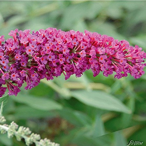 Zwerg-Schmetterlingsflieder BUZZ Velvet - Sommerflieder (Buddleja) Pflanze in dunkel-pink, halbschattig und winterhart - Flieder-Strauch von Garten Schlüter