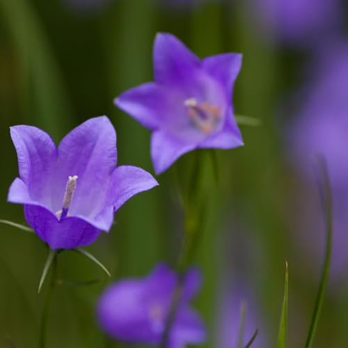 Campanula rotundifolia - UK Native Wildflower for Rockeries & Gardens | Bell-Shaped Blue Flowers, Hardy Perennial, Attracts Bees – 2X 1 Litre Potted Plant by Thompson & Morgan