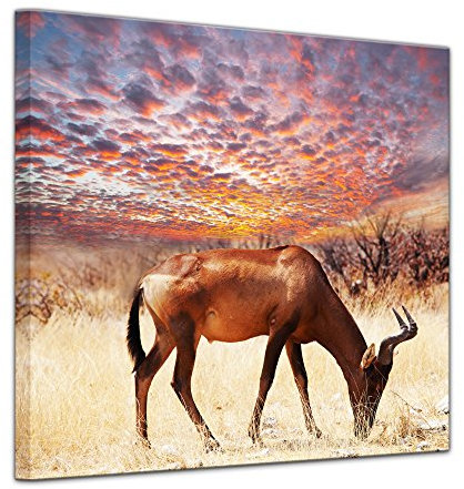Bilderdepot24 Keilrahmenbild Afrikanische Antilope - 80x80 cm quadratisch Bilder als Leinwanddruck Fotoleinwand Tierbild Afrika - grasende Antilope vor einem imposanten Sonnenuntergang