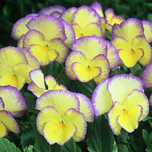 Viola Cornuta 'Etain' Perennial Alpine Large Plug Plants Pack x6