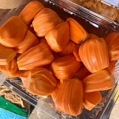 acquistare semi di jackfruit, acquistare da balcone colonnare regali per giardinieri nani resistenti 30pcs