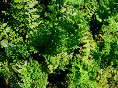 Staudenkulturen Wauschkuhn Polystichum setiferum 'Herrenhausen - Schildfarn - Farn im 9cm Topf