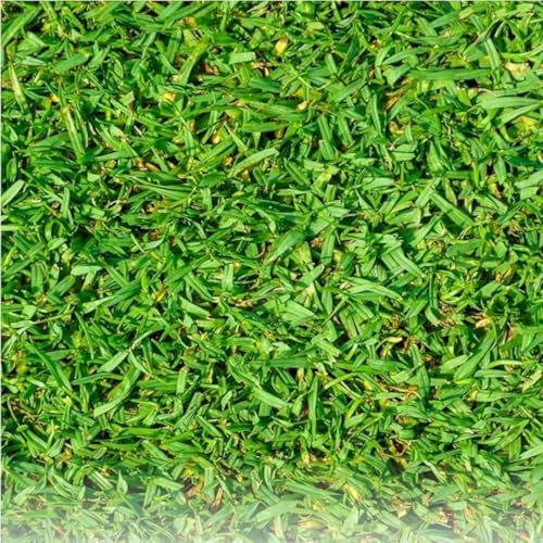 Prato Tropicale Kikuyu, Verde, 250g