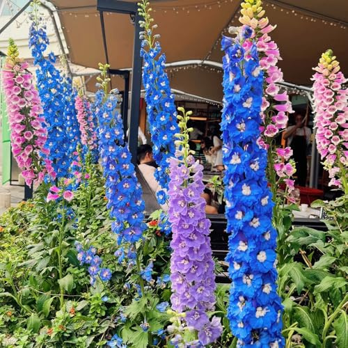 rittersporn - balkonblumen dekopflanzen zimmerpflanzen stauden winterhart mehrjährig rittersporn frühlingsblumen wildblumen bodendecker blumenwiese indoor garten 1000samen