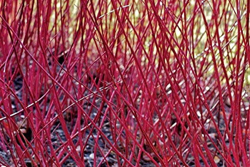 Portal Cool Red Abbaiò Cornejo Cornus Alba 25 Semi Arbusto Ornamentale Bacche