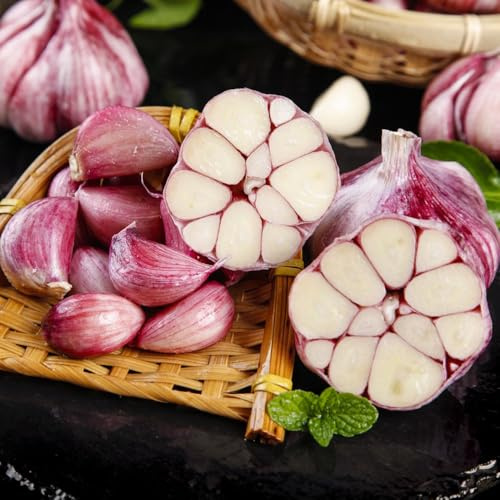 elefantenknoblauch - knoblauch kaufen winterharte kübelpflanzen pflanzknoblauch seltene exotische bodendecker winterhart gewürze gemüsepflanzen 2pcs