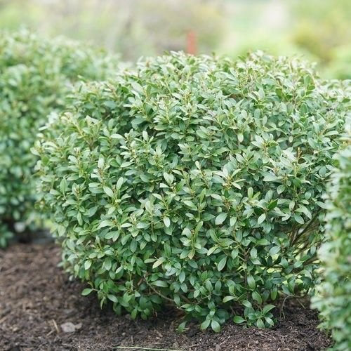 Semi sempreverde inchiostro Berry Agrifoglio (Ilex glabra) 30 semi