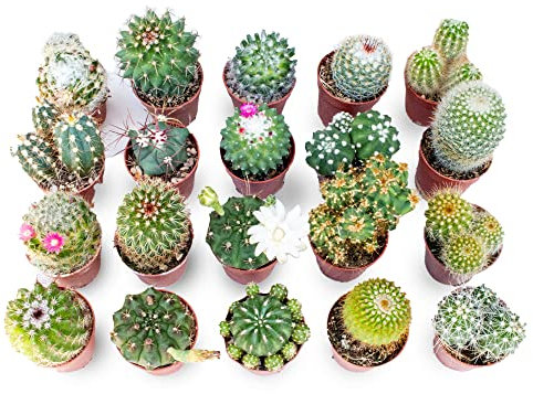 Italy Green Life - Set di 20 Cactus Veri con Spine | Mini Piante da Interno ed Esterno | per Scrivania, Casa e Ufficio | Regali Ecosostenibili, Bomboniere, Decorazioni Naturali | vaso 5,5 cm