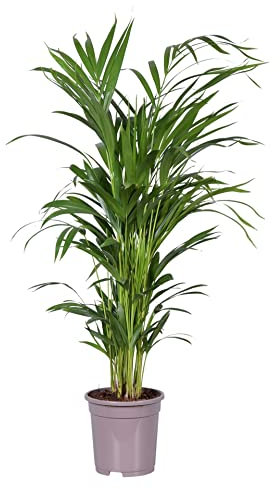 Palmera de Interior Grande DECOALIVE Palma Areca Natural Dypsis Lutescens