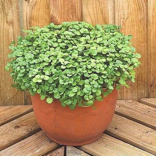50 + CRESCIONE organico non-OGM Semi SUPERFOOD Primavera/Autunno giardino del contenitore:Seeds