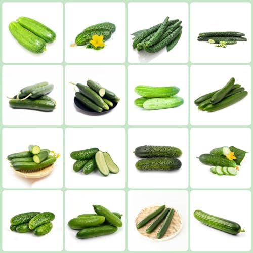 25 pcs gurken pflanzen kaufen samen, gewächshaus balkon luftreinigende zimmerpflanzen gurkensamen,gurke snackgurken salatgurken - Cucumis sativus wintergemüse bio saatgut bohnenkraut