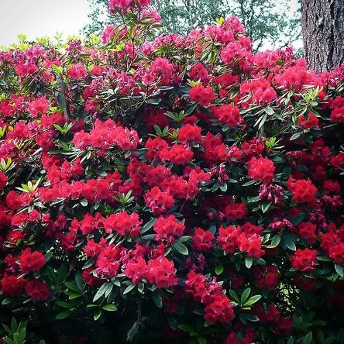 20pcs Pink Rhododendron Tree Seeds