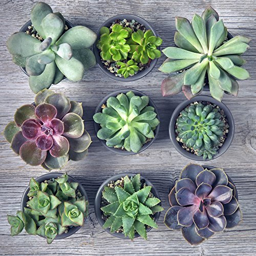 Crassula Succulents Mix House Plant Tender Shrub House Plants Easy to Grow Your Own 1x 12cm Potted Plant by Thompson and Morgan