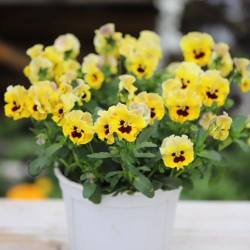 semillas de pensamiento resistentes - jardín, variedades antiguas perennes 200pcs