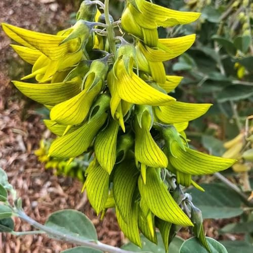 Semi di Crotalaria pallida, semi di Crotalaria cunninghamii, semi biologici giardino rare 50pcs