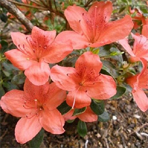 Portal Cool Japanische Azalee orange Schönheit der 9cm Topf Il Bonsai Thema