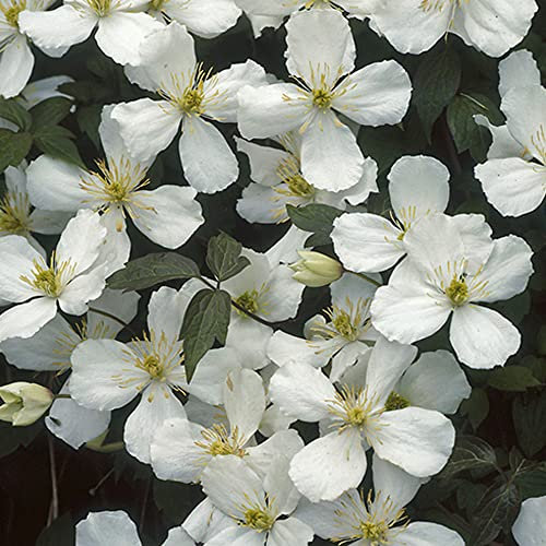 You Garden - 1 x Clematis Montana 'Grandiflora' in a 9cm Pot