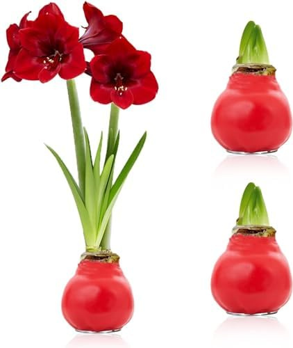 Holländska lökar Rot Vax Amaryllis lök, 2 vax blomlökar i stort format 28/30, Exklusiv blommis från Holland, Äkta Hippeastrum (inga frön, ej konstgjorda)