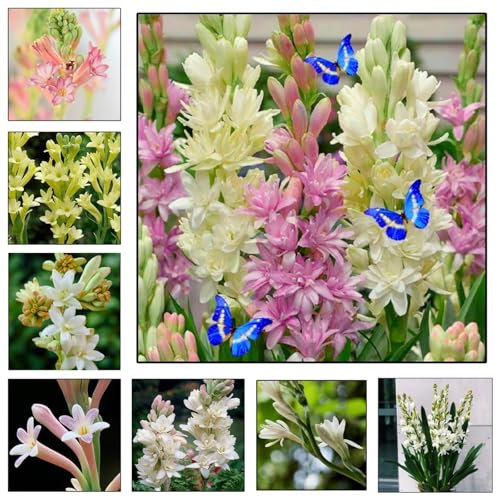 Nardos Mehrjährige,Verschönern Sie die Umgebung.Hohe mit großen Blättern.kältebeständige-4 bulbos-A